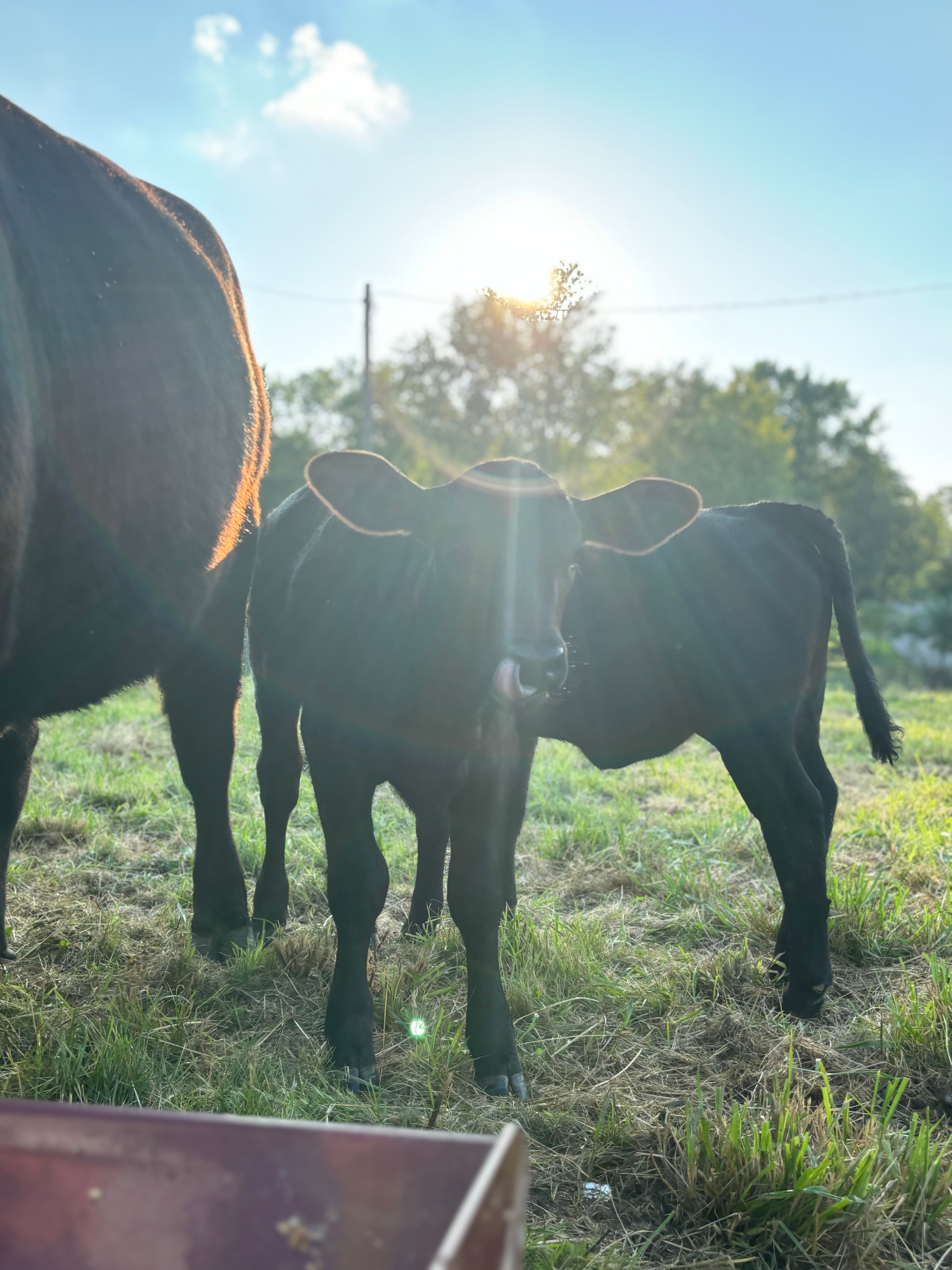 A newborn calf standing in the morning sun
