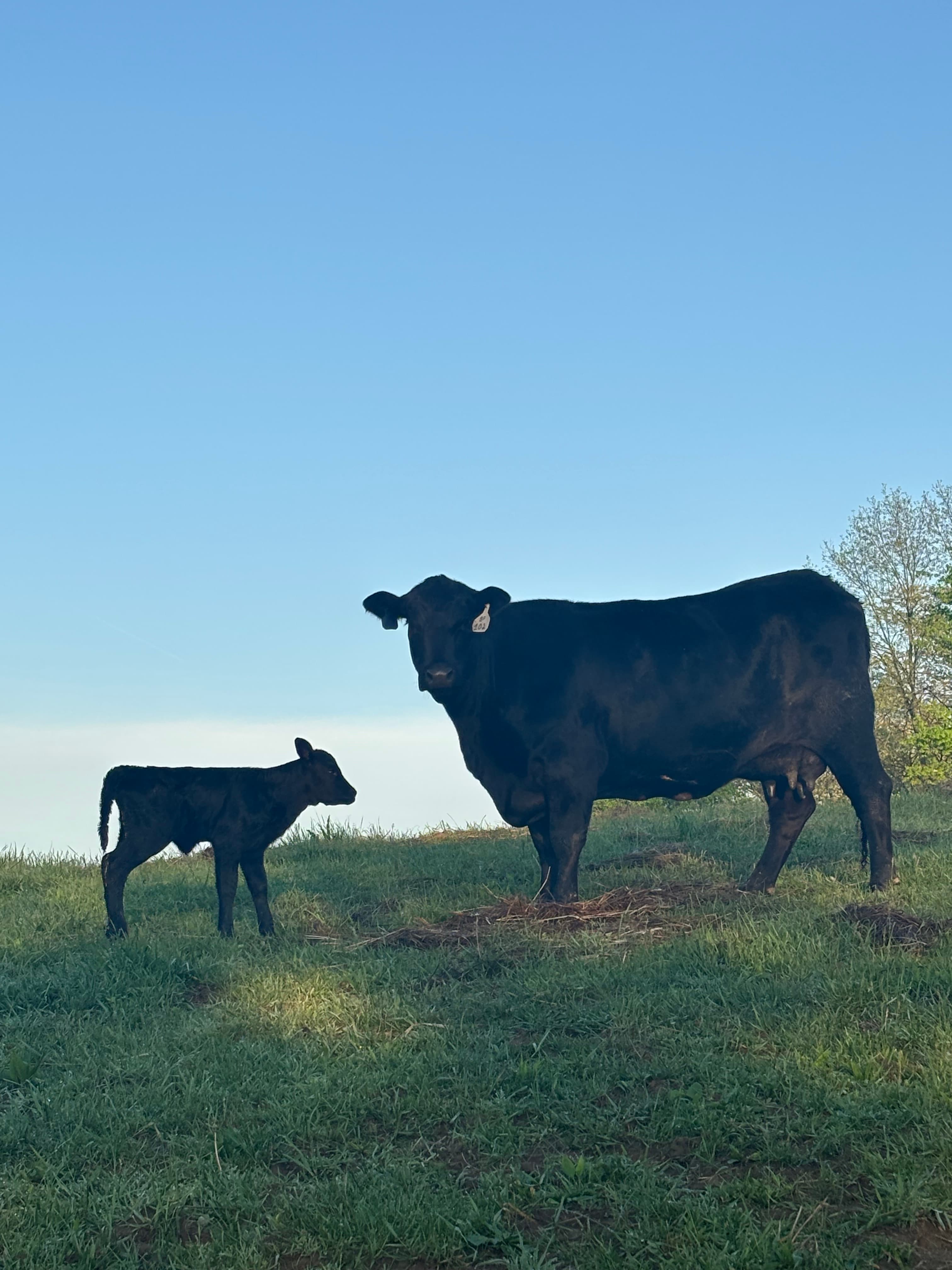 A cow standing with her calf in the pasture