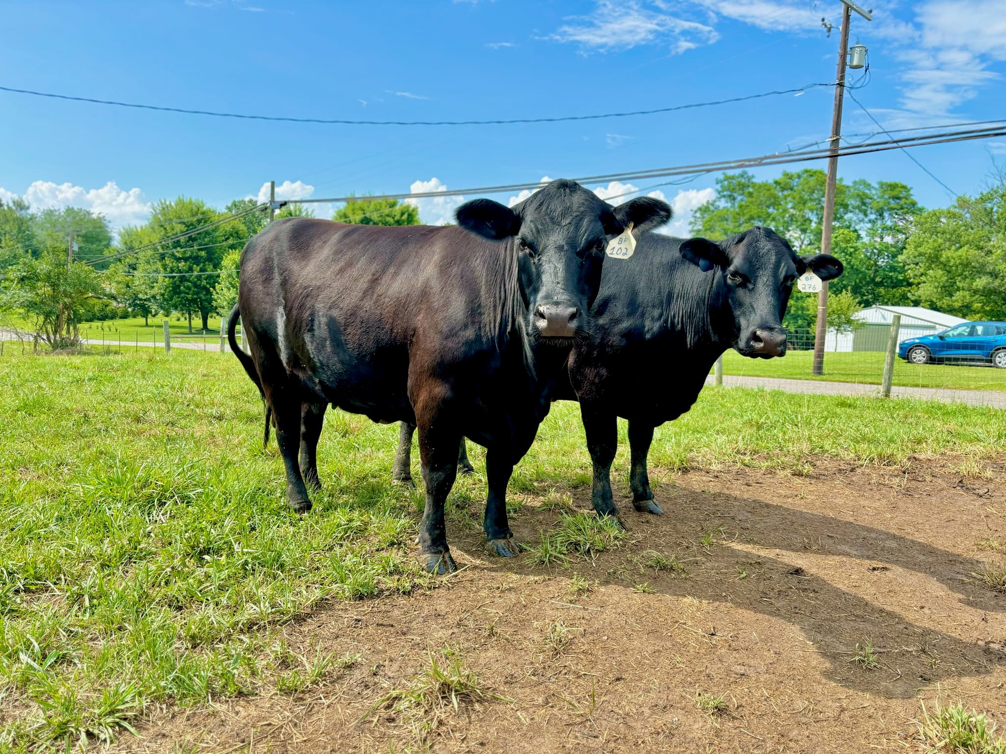 Cows grazing on fresh grass