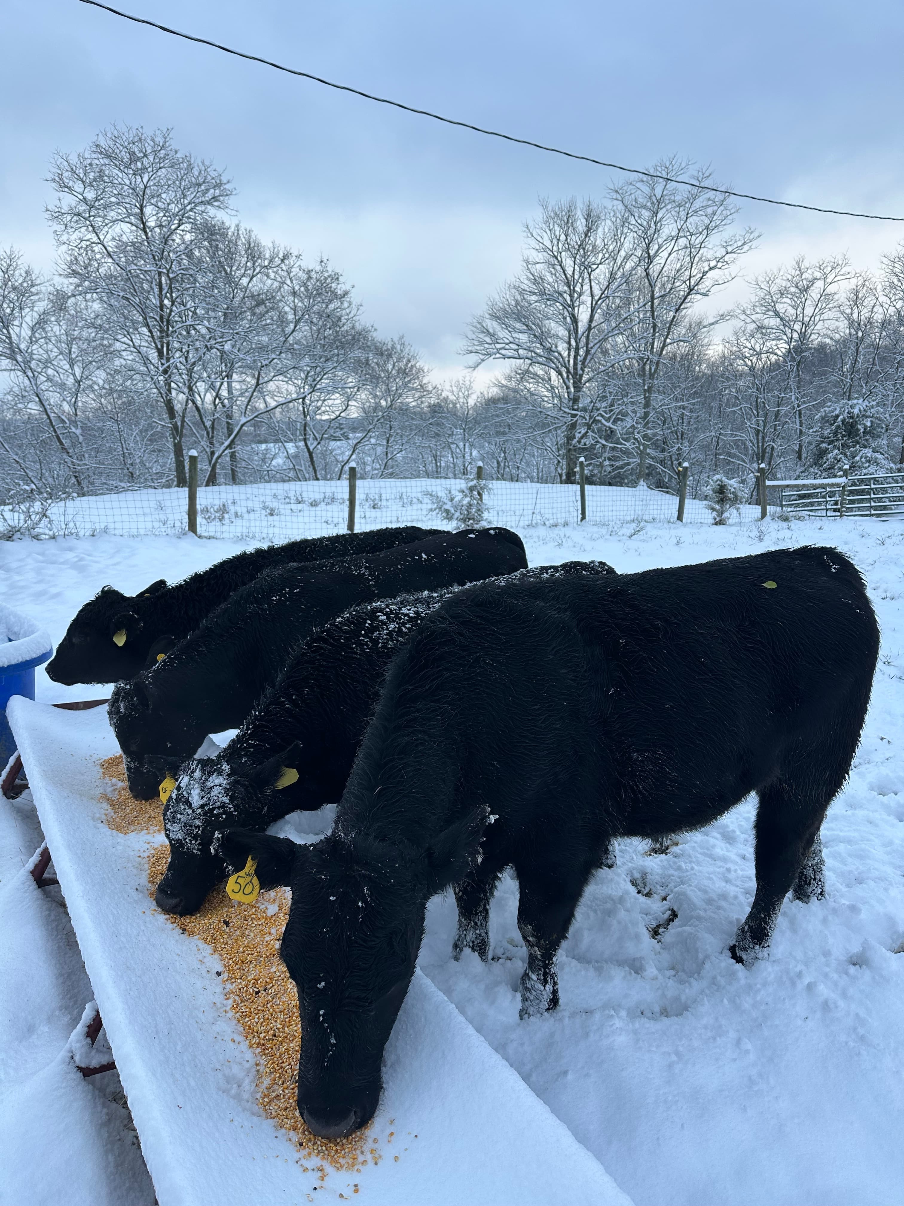 Cattle being fed hay during winter