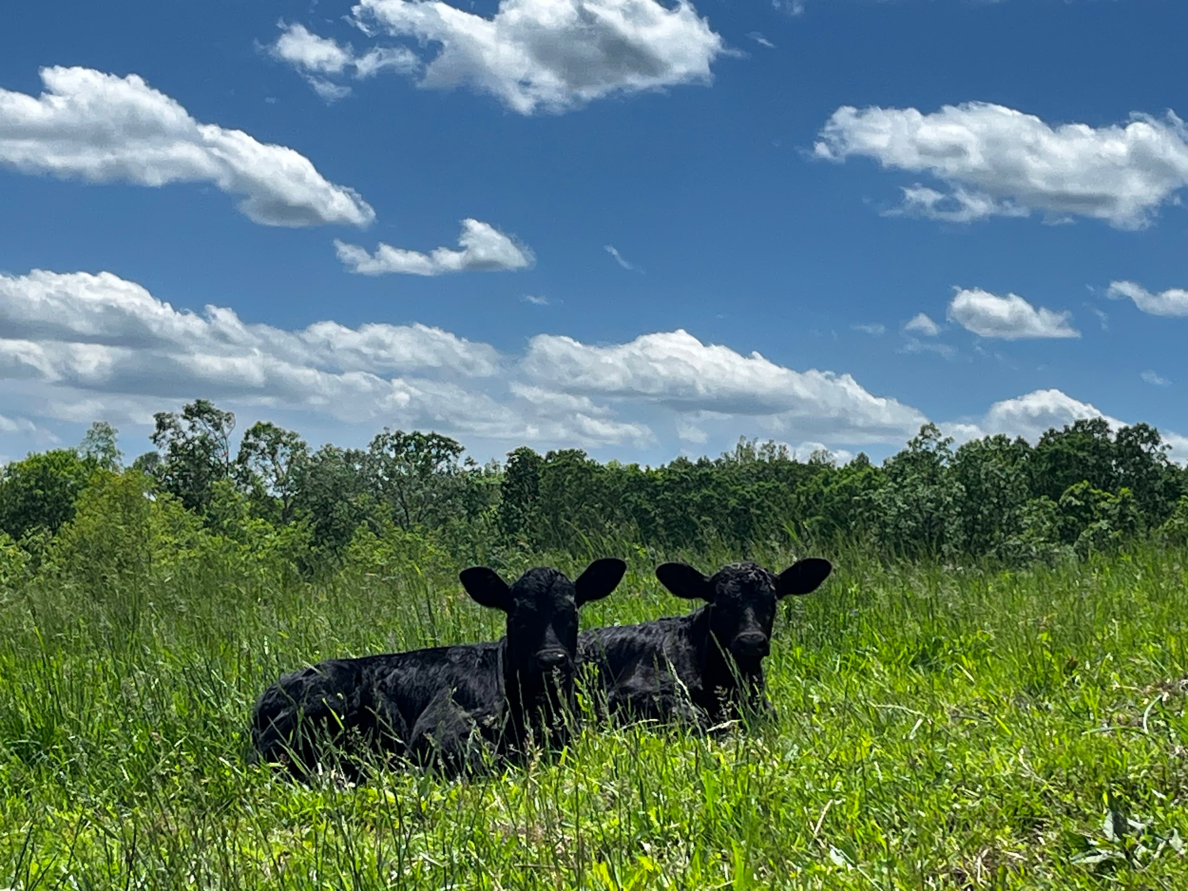 Washington Trace Cattle Co. pasture at sunrise