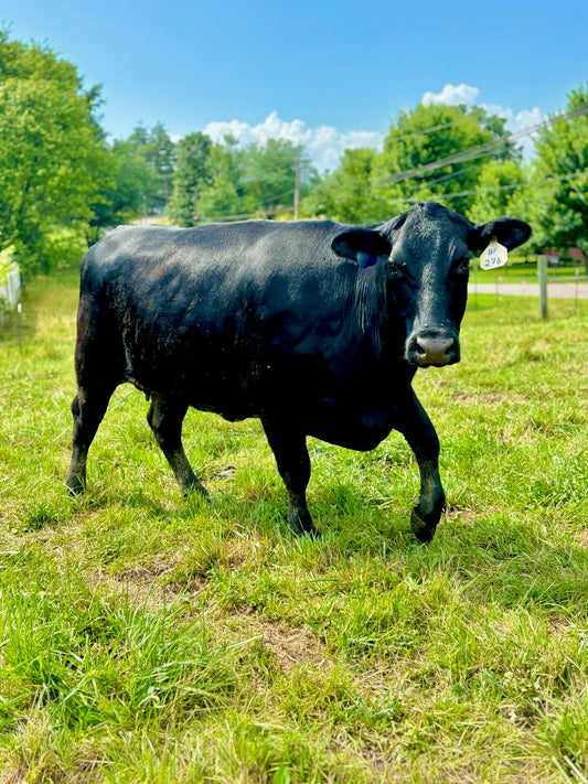 Whole Beef Deposit– Approx. 350 lbs of Custom-Cut Beef [Deposit Only]